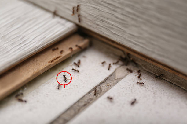 Best Ant Control Services  in Johnsburg, IL